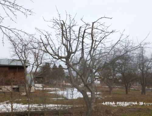 Prvá pomoc dlhšie neošetrovaným ovocným stromom