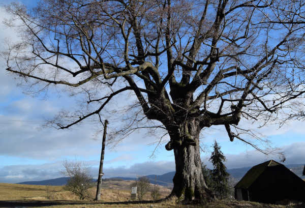 Chránený strom Baťková lipa – Hriňovské lazy
