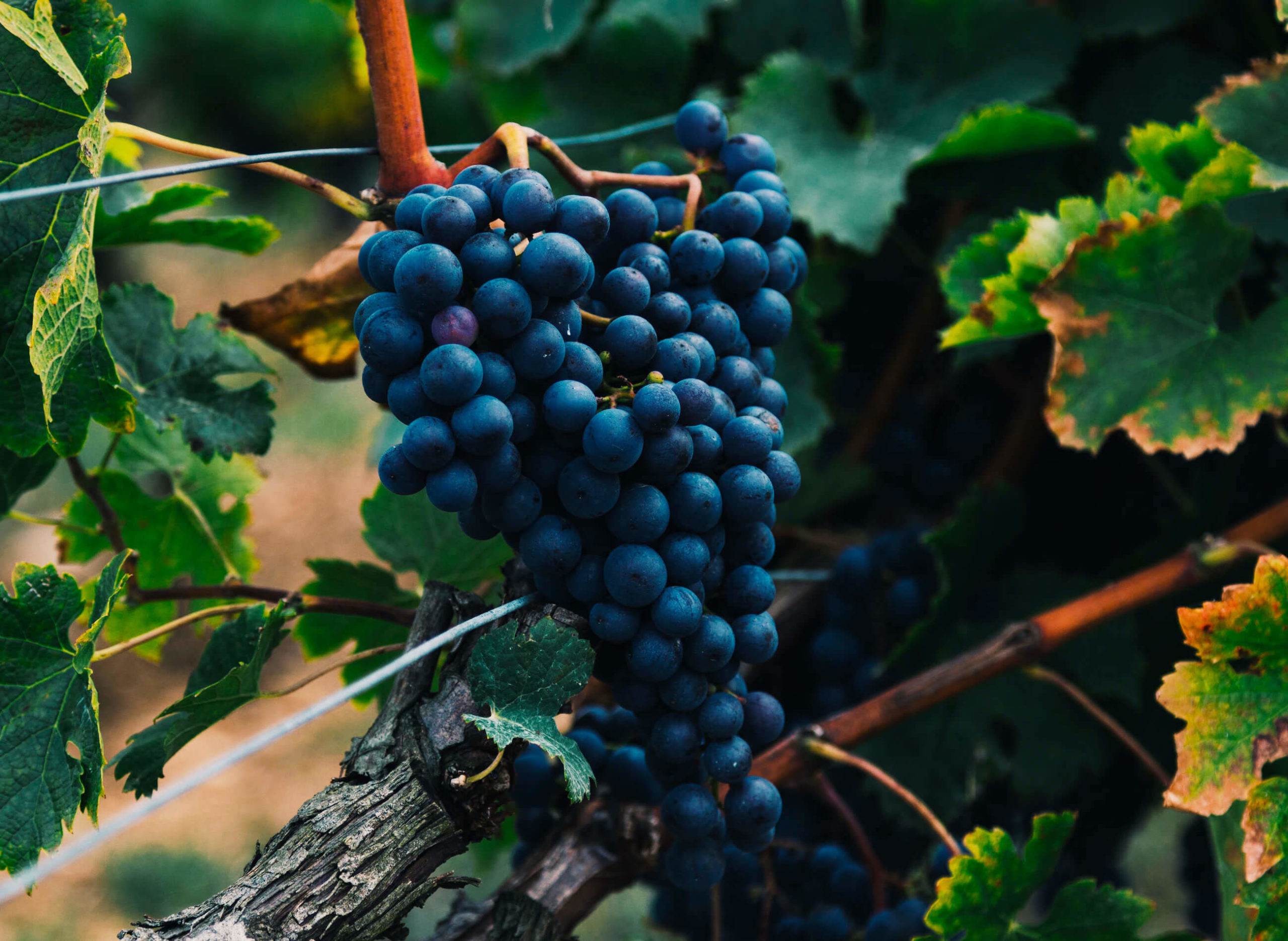 The Beauty of Winemaking